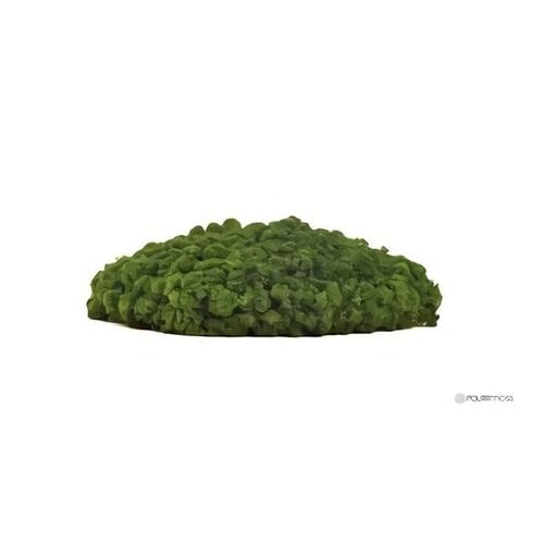 Draumr Draumr Polarmoss Island akoestische groene wand
