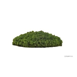 Draumr Draumr Polarmoss Island akoestische groene wand
