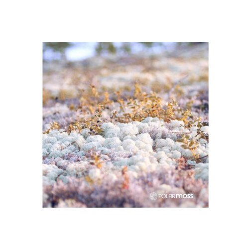 Draumr Draumr Polarmoss Island akoestische groene wand