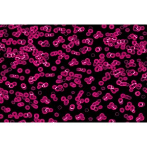 Forbo Flooring Forbo Flooring Flotex Sottsass geprint tapijt Forbo Flooring Forbo Flooring Flotex Sottsass geprint tapijt